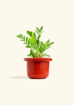 ZZ Plant, Medium -Home Living Store ZZ PLANT 6 FATLIP RED 6 bckgrnd Cream