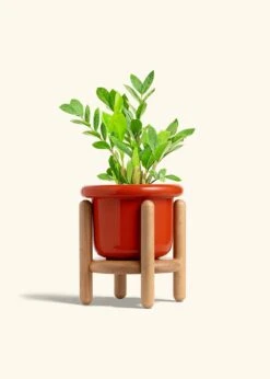 ZZ Plant, Medium -Home Living Store ZZ PLANT 6 FATLIP RED STAND 6 bckgrnd Cream