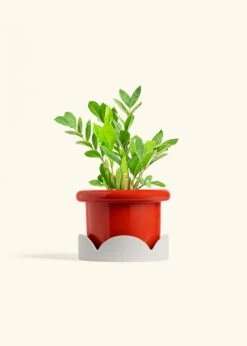 ZZ Plant, Medium -Home Living Store ZZ PLANT 6 FATLIP RED TRAY BEIGE 6 bckgrnd Cream