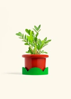 ZZ Plant, Medium -Home Living Store ZZ PLANT 6 FATLIP RED TRAY GREEN 6 bckgrnd Cream