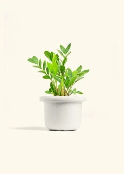 ZZ Plant, Medium -Home Living Store ZZ PLANT 6 FATLIP WHITE 6 bckgrnd Cream