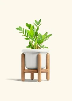 ZZ Plant, Medium -Home Living Store ZZ PLANT 6 FATLIP WHITE STAND 6 bckgrnd Cream