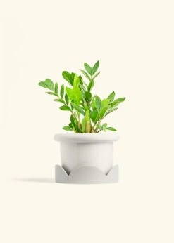 ZZ Plant, Medium -Home Living Store ZZ PLANT 6 FATLIP WHITE TRAY BEIGE 6 bckgrnd Cream