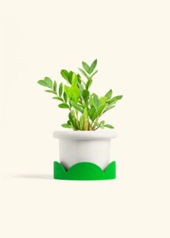 ZZ Plant, Medium -Home Living Store ZZ PLANT 6 FATLIP WHITE TRAY GREEN 6 bckgrnd Cream