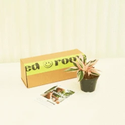 Small Mystery Plant -Home Living Store subscriptionbox3 f817dda1 842c 40b4 9516 d117fb29cb90 1